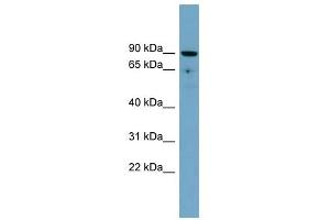SLC26A9 antibody used at 1 ug/ml to detect target protein. (Slc26a9 Antikörper  (Middle Region))