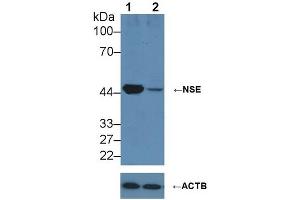 Knockout Varification: ;Lane 1: Wild-type HepG2 cell lysate; ;Lane 2: NSE knockout HepG2 cell lysate; ;Predicted MW: 43,48kDa ;Observed MW: 50kDa;Primary Ab: 2µg/ml Rabbit Anti-Human NSE Antibody;Second Ab: 0. (ENO2/NSE Antikörper  (AA 1-434))