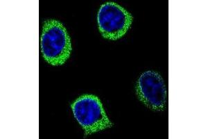 Confocal immunofluorescent analysis of AMY2B Antibody (N-term) (Cat#AP50167PU-N) with 293 cell followed by Alexa Fluor 488-conjugated goat anti-rabbit lgG (green).