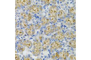 Immunohistochemistry of paraffin-embedded mouse kidney using DEFB132 antibody (ABIN6293281) at dilution of 1:100 (40x lens).
