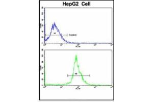Flow Cytometric analysis of HepG2 cells using LTA Antibody (Center)(bottom histogram) compared to a negative control cell (top histogram).