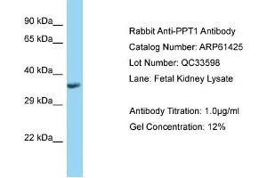 Western Blotting (WB) image for anti-Palmitoyl-Protein Thioesterase 1 (PPT1) (C-Term) antibody (ABIN2788801) (PPT1 Antikörper  (C-Term))