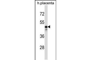 Western blot analysis in human placenta tissue lysates (35ug/lane). (KCNS2 Antikörper  (N-Term))
