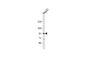 Anti-TRPC1 Antibody (C-term) at 1:1000 dilution + HepG2 whole cell lysate Lysates/proteins at 20 μg per lane.