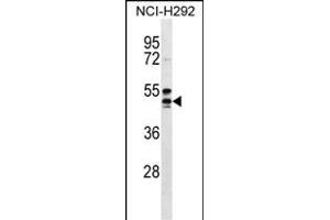 NIACR1 Antibody (Center) (ABIN656596 and ABIN2845857) western blot analysis in NCI- cell line lysates (35 μg/lane). (HCAR2 Antikörper  (AA 200-228))