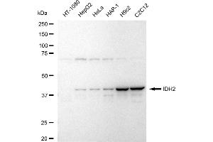 Western blotting analysis using IDH2 antibody (ABIN7799134).