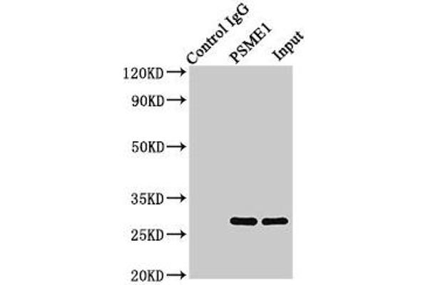 PSME1 Antikörper  (AA 1-249)