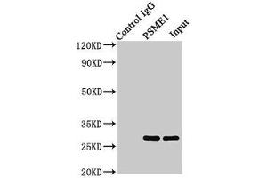PSME1 Antikörper  (AA 1-249)
