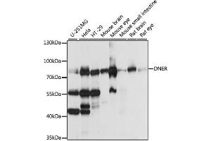 Western blot analysis of extracts of various cell lines, using DNER antibody (ABIN7266727) at 1:1000 dilution. (DNER Antikörper  (AA 140-240))