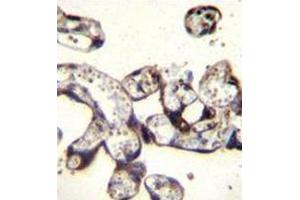 Immunohistochemistry analysis in human placenta tissue (Formalin-fixed, Paraffin-embedded) using FKBP7 / FKBP23  Antibody (C-term), followed by peroxidase conjugation of the secondary antibody and DAB staining. (FKBP7 Antikörper  (C-Term))