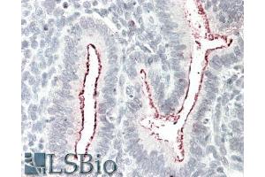 ABIN1590037 (5µg/ml) staining of paraffin embedded Human Uterus. (BCAR1 Antikörper  (Internal Region))