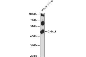 Western blot analysis of extracts of mouse kidney, using C1G antibody (ABIN6130827, ABIN6137746, ABIN6137747 and ABIN6216649) at 1:3000 dilution. (C1GALT1 Antikörper  (AA 194-363))