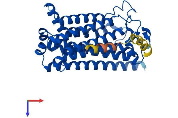 PAQR8 Protein (AA 1-354) (His tag)