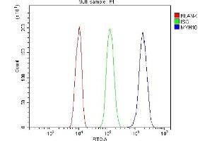 Flow Cytometry analysis of C6 cells using anti-non-muscle Myosin IIB/MYH10 antibody (ABIN7603186). (MYH10 Antikörper  (N-Term))