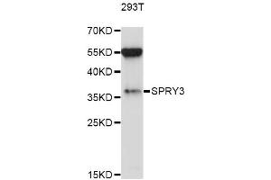 Western blot analysis of extracts of 293T cells, using SPRY3 antibody (ABIN6293588) at 1:1000 dilution. (SPRY3 Antikörper)