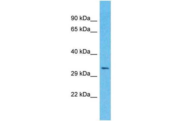 OR4A16 Antikörper  (C-Term)