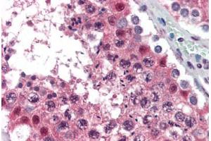 Human Testis (formalin-fixed, paraffin-embedded) stained with MAT2A antibody ABIN364446 at 10 ug/ml followed by biotinylated anti-mouse IgG secondary antibody ABIN481714, alkaline phosphatase-streptavidin and chromogen. (MAT2A Antikörper  (AA 1-395))