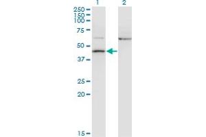 Western Blot analysis of AIFM2 expression in transfected 293T cell line by AMID monoclonal antibody (M13A), clone 2C6. (AIFM2 Antikörper  (AA 1-339))