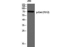 Western Blot (WB) analysis of 293 using p-Emt (Y512) antibody. (SLC22A3 Antikörper  (pTyr512))