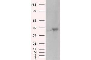 Image no. 1 for anti-Protein Kinase, CAMP-Dependent, Regulatory, Type II, alpha (PRKAR2A) antibody (ABIN1500257) (PRKAR2A Antikörper)