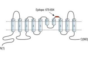 Representative domain view of the target of ABIN7234735. (Anoctamin 1, Calcium Activated Chloride Channel (ANO1) Peptid)
