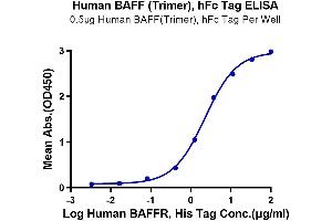 ELISA image for Tumor Necrosis Factor (Ligand) Superfamily, Member 13b (TNFSF13B) (AA 141-285), (Trimer) protein (hFc-DYKDDDDK Tag) (ABIN7273913)