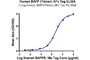 Immobilized Human BAFF (Trimer) , hFc Tag at 5 μg/mL (100 μL/Well) on the plate. (BAFF Protein (Trimer) (hFc-DYKDDDDK Tag))