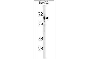 Western blot analysis of anti-PCK2 Antibody in HepG2 cell line lysates (35ug/lane) (PEPCK Antikörper  (N-Term))