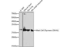 Western blot analysis of extracts of various cell lines, using Mast Cell Chymase (CM) (CM) Rabbit mAb (1480) at 1:1000 dilution. (CMA1 Antikörper)
