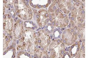 ABIN6272895 at 1/100 staining Mouse kidney tissue by IHC-P. (PYCR1 Antikörper  (Internal Region))