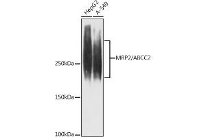 Western blot analysis of extracts of various cell lines, using MRP2/ antibody (ABIN7265737) at 1:1000 dilution. (ABCC2 Antikörper)