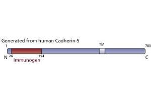 Image no. 3 for anti-Cadherin 5 (CDH5) (AA 26-194) antibody (ABIN967858) (Cadherin 5 Antikörper  (AA 26-194))