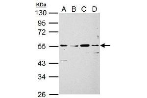 WB Image Siglec 7 antibody detects Siglec 7 protein by Western blot analysis. (SIGLEC7 Antikörper)