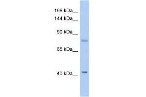 WB Suggested Anti-SH2D3C Antibody Titration: 0. (SH2D3C Antikörper  (N-Term))