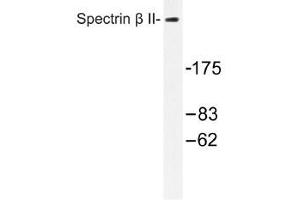 Image no. 1 for anti-Spectrin Beta, Non-Erythrocytic 1 (SPTBN1) antibody (ABIN317939) (SPTBN1 Antikörper)