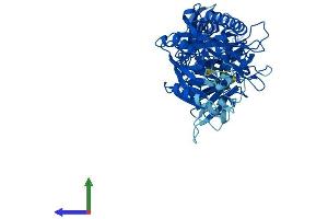 Protein Structure (PS) image for Peptidyl Arginine Deiminase, Type II (PADI2) (AA 1-665) protein (His tag) (ABIN7550547)