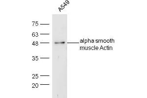 Human A549 lysates probed with Rabbit Anti-Actin Polyclonal Antibody, Unconjugated  at 1:5000 for 90 min at 37˚C. (Actin Antikörper  (AA 165-260))
