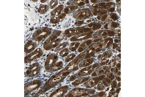 Immunohistochemical staining of human stomach with SYDE1 polyclonal antibody  shows strong cytoplasmic positivity in glandular cells.