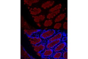 Immunofluorescence (IF) image for anti-Mucin 2, Oligomeric Mucus/gel-Forming (MUC2) (AA 4850-4950) antibody (ABIN7268690)