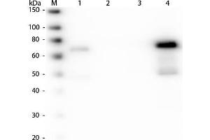 Western Blot of Anti-Chicken IgM (mu chain) (GOAT) Antibody Peroxidase Conjugated . (Ziege anti-Huhn IgM Antikörper (Biotin) - Preadsorbed)