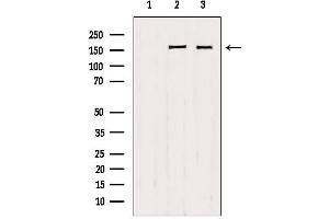 Western blot analysis of extracts from various samples, using Liprin alpha 1 antibody. (PPFIA1 Antikörper  (C-Term))