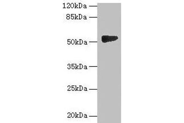 GTDC1 抗体  (AA 1-292)