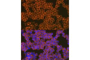 Immunofluorescence analysis of Raw264 7 cells using CD82 Rabbit mAb (ABIN7266222) at dilution of 1:100 (40x lens). (CD82 Antikörper)