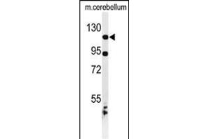 Western blot analysis of KIF6 Antibody (N-term) (ABIN653516 and ABIN2842919) in mouse cerebellum tissue lysates (35 μg/lane). (KIF6 Antikörper  (N-Term))