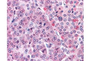 Anti-MLEC antibody IHC of human pancreas. (Malectin Antikörper  (Internal Region))