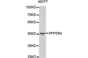 Western Blotting (WB) image for anti-Protein Phosphatase 2A Activator, Regulatory Subunit 4 (PPP2R4) antibody (ABIN1874229) (PPP2R4 Antikörper)