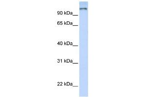 WB Suggested Anti-PAntibody Titration:  0. (PARP9 Antikörper  (N-Term))