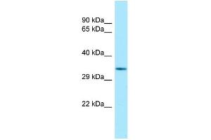 Host: Rabbit Target Name: Tcea1 Antibody Dilution: 1. (TCEA1 Antikörper  (C-Term))