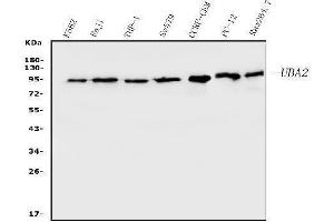 Western blot analysis of SAE2/UBA2 using anti-SAE2/UBA2antibody (ABIN7601755).