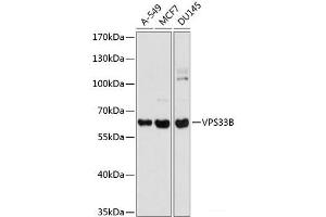 Western blot analysis of extracts of various cell lines using VPS33B Polyclonal Antibody at dilution of 1:1000. (VPS33B Antikörper)